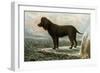 Irish Water Spaniels-Vero Shaw-Framed Art Print