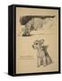 Irish Wolfhound and Wire-Haired Terrier, 1930, Just Among Friends, Aldin, Cecil Charles Windsor-Cecil Aldin-Framed Stretched Canvas