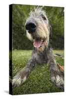 Irish Wolfhound, Close-Up of Head-null-Stretched Canvas