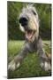Irish Wolfhound, Close-Up of Head-null-Mounted Photographic Print