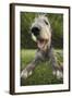 Irish Wolfhound, Close-Up of Head-null-Framed Photographic Print