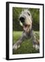Irish Wolfhound, Close-Up of Head-null-Framed Photographic Print