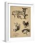 Irish Wolfhound, West Highlander and Cairn, 1930, Just Among Friends, Aldin-Cecil Aldin-Framed Giclee Print