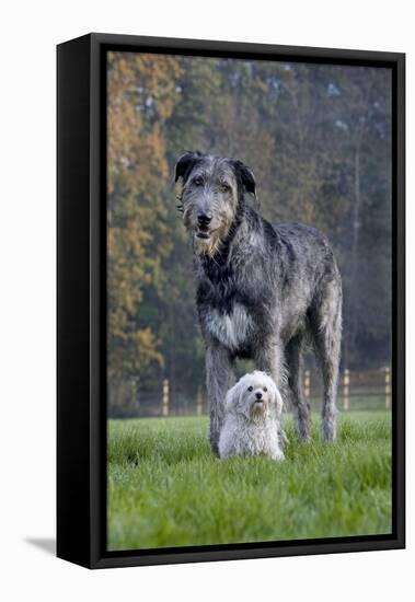 Irish Wolfhound with Maltese Dog-null-Framed Stretched Canvas