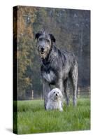 Irish Wolfhound with Maltese Dog-null-Stretched Canvas