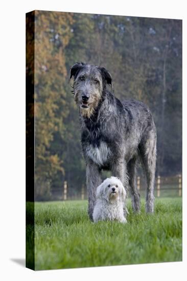 Irish Wolfhound with Maltese Dog-null-Stretched Canvas