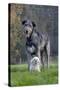 Irish Wolfhound with Maltese Dog-null-Stretched Canvas