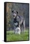 Irish Wolfhound with Maltese Dog-null-Framed Stretched Canvas