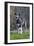 Irish Wolfhound with Maltese Dog-null-Framed Photographic Print