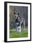 Irish Wolfhound with Maltese Dog-null-Framed Photographic Print