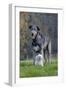 Irish Wolfhound with Maltese Dog-null-Framed Photographic Print