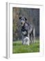Irish Wolfhound with Maltese Dog-null-Framed Photographic Print