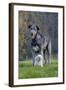 Irish Wolfhound with Maltese Dog-null-Framed Photographic Print