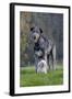 Irish Wolfhound with Maltese Dog-null-Framed Photographic Print