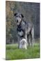 Irish Wolfhound with Maltese Dog-null-Mounted Photographic Print