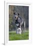 Irish Wolfhound with Maltese Dog-null-Framed Photographic Print