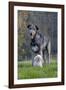 Irish Wolfhound with Maltese Dog-null-Framed Photographic Print