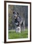 Irish Wolfhound with Maltese Dog-null-Framed Photographic Print