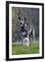 Irish Wolfhound with Maltese Dog-null-Framed Photographic Print