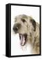 Irish Wolfhound with Mouth Wide Open-null-Framed Stretched Canvas