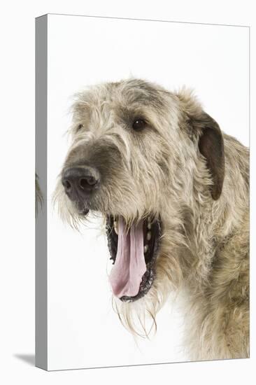 Irish Wolfhound with Mouth Wide Open-null-Stretched Canvas