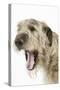 Irish Wolfhound with Mouth Wide Open-null-Stretched Canvas