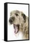 Irish Wolfhound with Mouth Wide Open-null-Framed Stretched Canvas