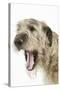 Irish Wolfhound with Mouth Wide Open-null-Stretched Canvas