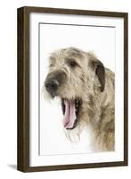 Irish Wolfhound with Mouth Wide Open-null-Framed Photographic Print