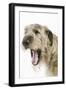 Irish Wolfhound with Mouth Wide Open-null-Framed Photographic Print