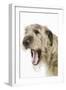 Irish Wolfhound with Mouth Wide Open-null-Framed Photographic Print