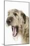 Irish Wolfhound with Mouth Wide Open-null-Mounted Photographic Print