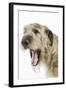 Irish Wolfhound with Mouth Wide Open-null-Framed Photographic Print