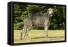 Irish Wolfhound-null-Framed Stretched Canvas