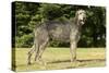 Irish Wolfhound-null-Stretched Canvas