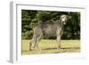 Irish Wolfhound-null-Framed Photographic Print