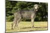 Irish Wolfhound-null-Mounted Photographic Print