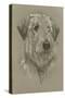 Irish Wolfhound-Barbara Keith-Stretched Canvas