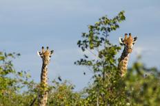 Pair of Giraffes-IrishP-Laminated Photographic Print