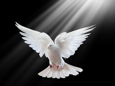 A Free Flying White Dove Isolated On A Black Background
