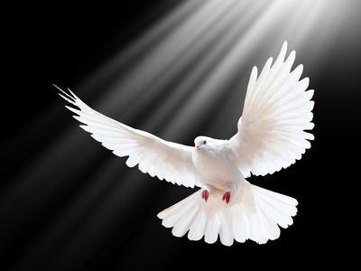 A Free Flying White Dove Isolated On A Black Background