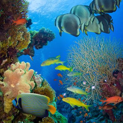 Coral and Fish in the Red Sea.Egypt