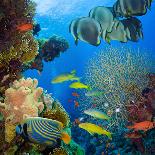 Photo of a Tropical Fish on a Coral Reef-Irochka-Photographic Print