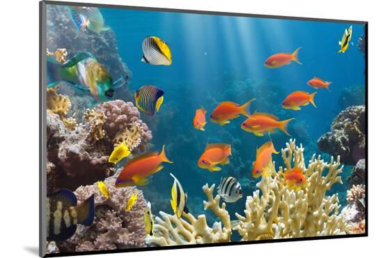 Photographic Print, , large