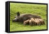 Iron Age Pig with Large Litter of Suckling Piglets-null-Framed Stretched Canvas