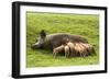 Iron Age Pig with Large Litter of Suckling Piglets-null-Framed Photographic Print