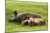 Iron Age Pig with Large Litter of Suckling Piglets-null-Mounted Photographic Print