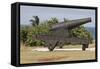 Iron cannon sitting on the outskirts of Castillo de la Real Fuerza on the western edge of Havana-Mallorie Ostrowitz-Framed Stretched Canvas