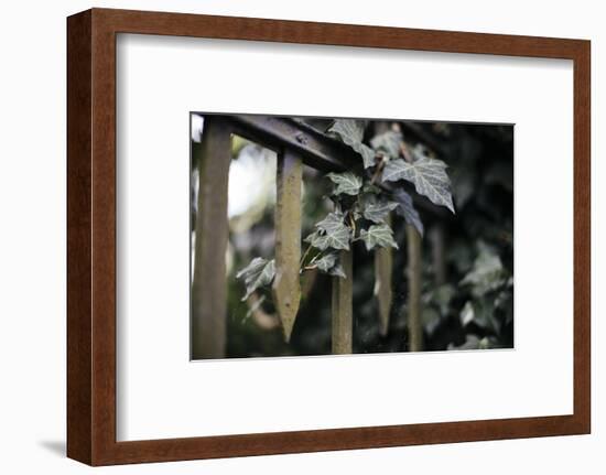 Iron fence with ivy-Nadja Jacke-Framed Photographic Print