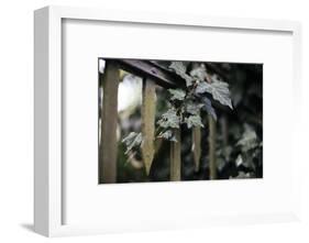 Iron fence with ivy-Nadja Jacke-Framed Photographic Print